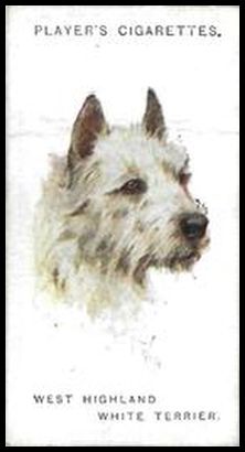 49 West Highland White Terrier